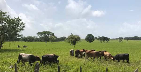 Finca en venta en Muy Muy 1890mz