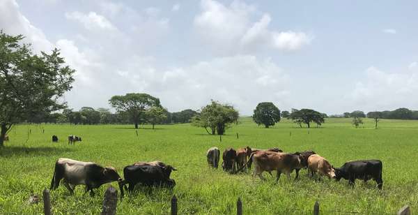 Estate / Ranch / Farm for sale in Muy Muy 1890mz