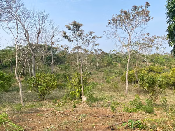 AG-Finca productiva de 8 Mz en Niquinohomo