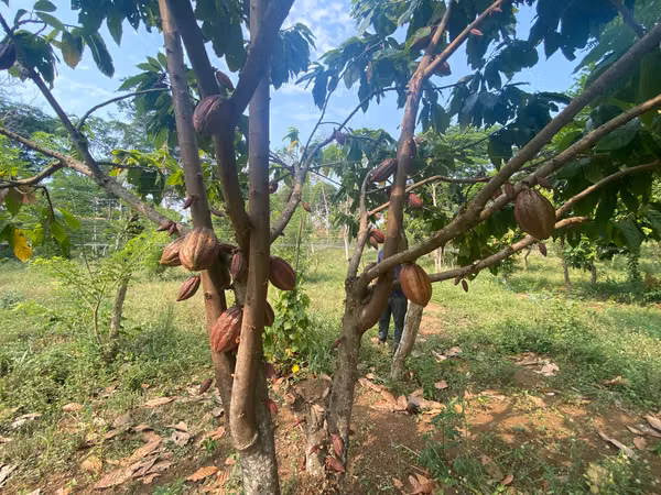 AG-Finca productiva de 8 Mz en Niquinohomo