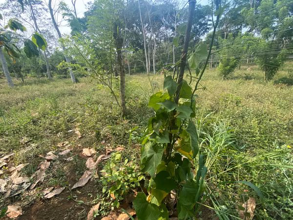 AG-Finca productiva de 8 Mz en Niquinohomo