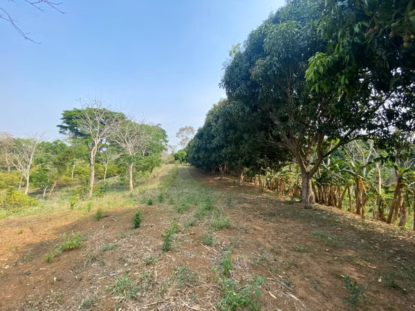 AG-Finca productiva de 8 Mz en Niquinohomo