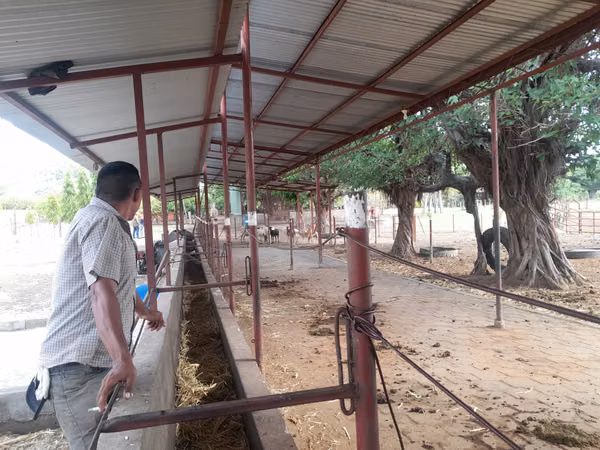 SE VENDE FINCA DE 32 MANZANAS DISEÑADA PARA GANADERÍA.