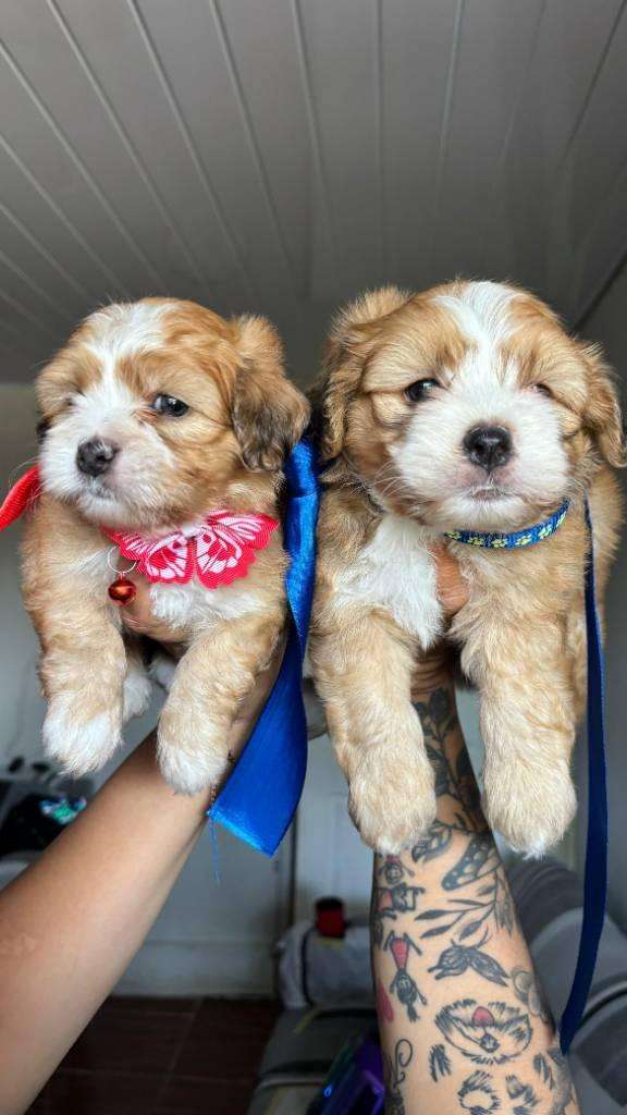 Preciosos  cachorros