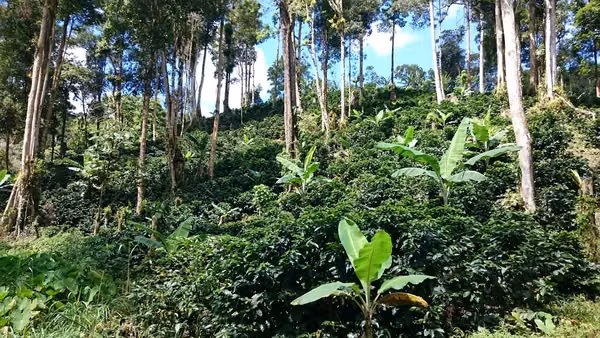 Venta de Finca en Matagalpa