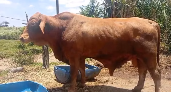 Toros Beefmaster