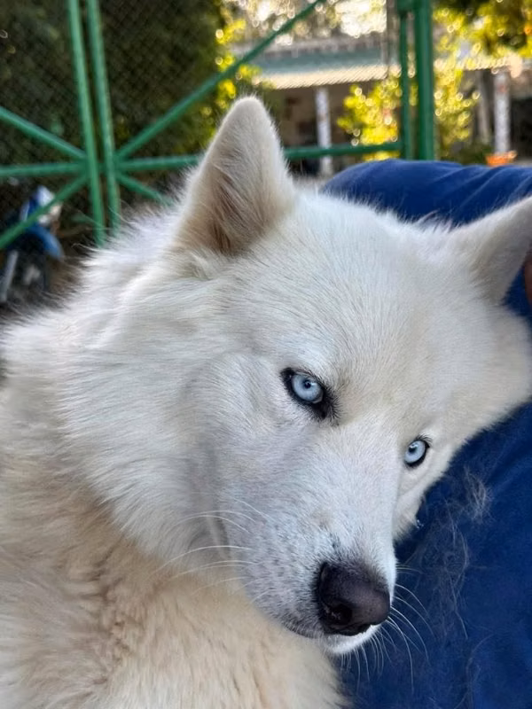 Husky siberianos, hembras y machos, todos blancos
