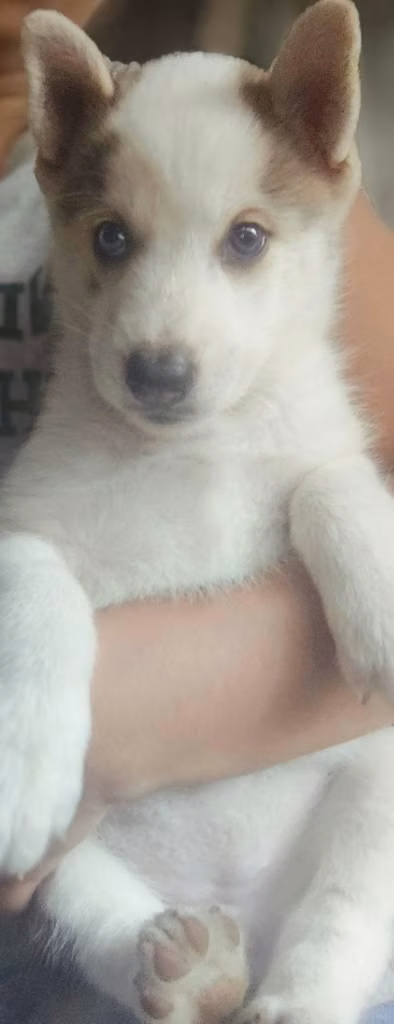 Husky siberiana pura