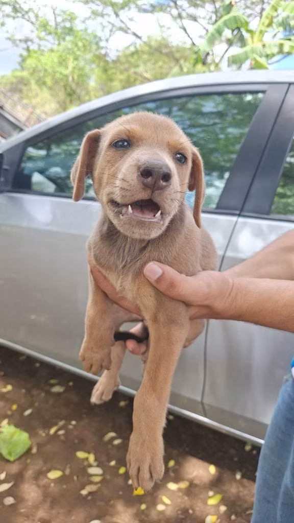 Labrador Mezclado