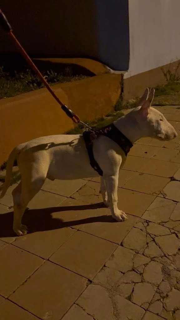 Bullterrier ingles Macho