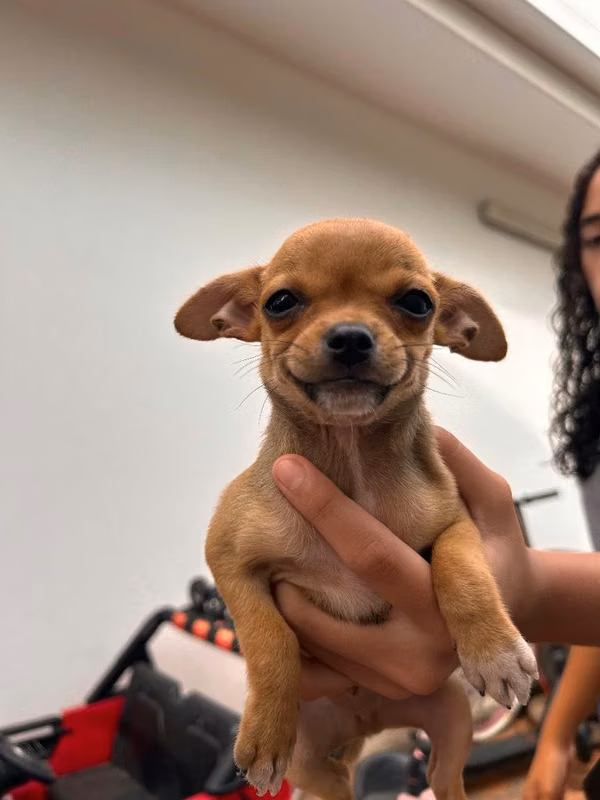 Chihuahua en venta 100% puros