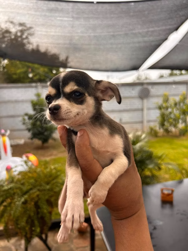 Venta de chihuahuas 100% Puros