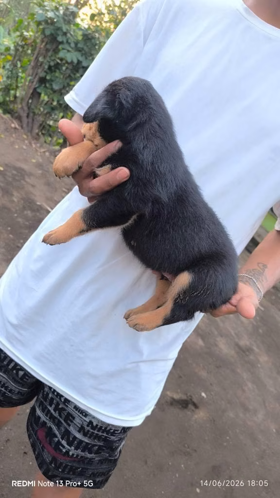 Cachorro rottweiler