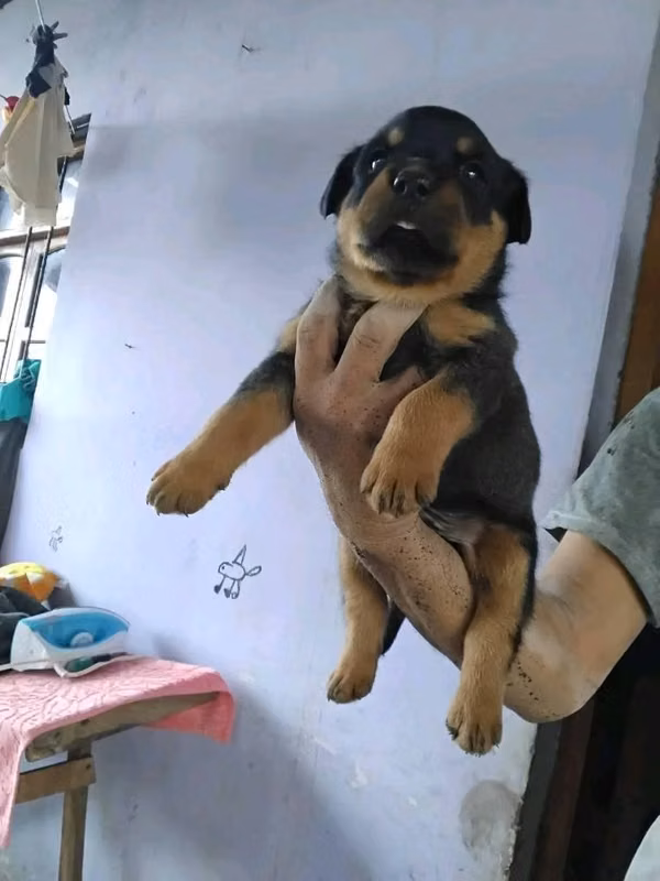 Rottweiler