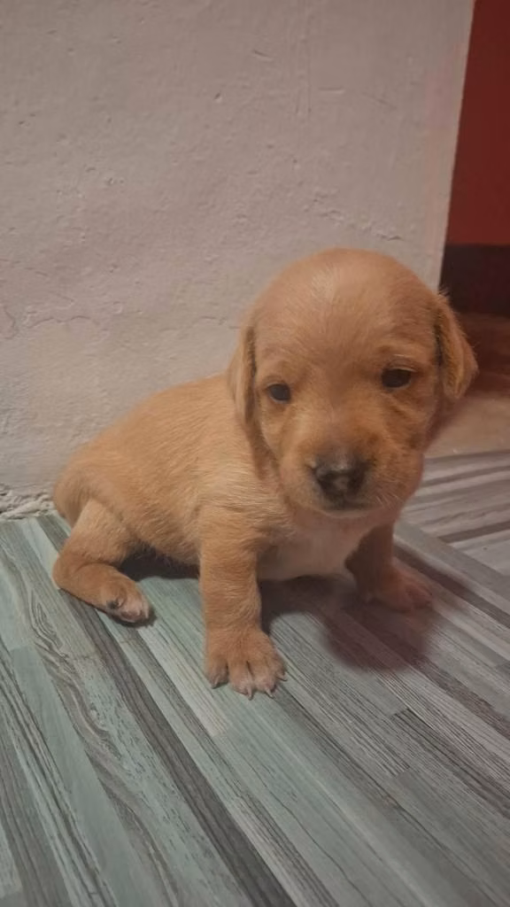 Perritos