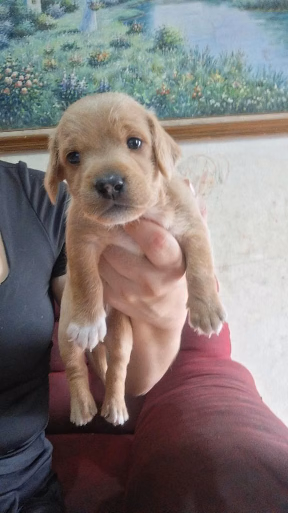 Perritos salchichas