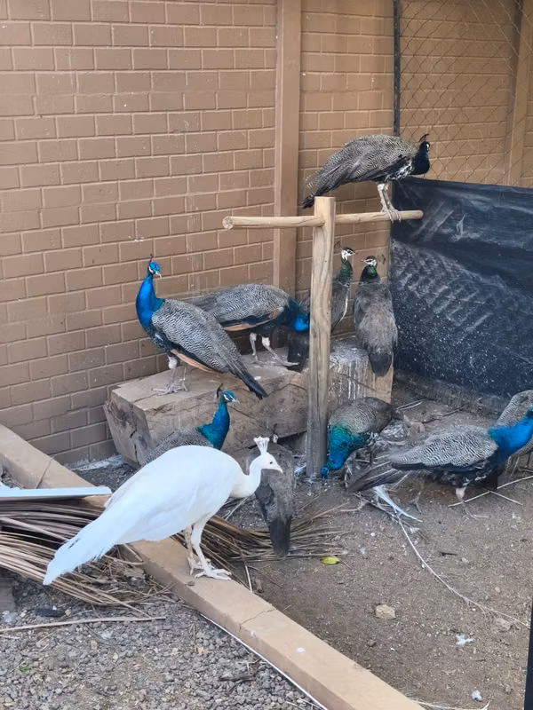 pavos reales