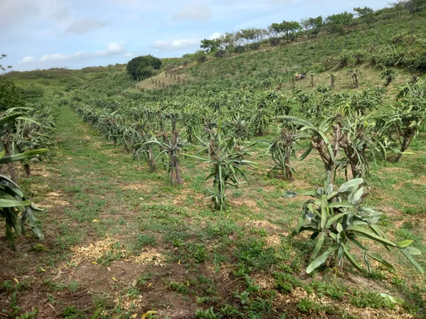 DG-Vendo finca en Carretera Sur km 27
