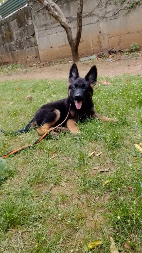 Belga malinois