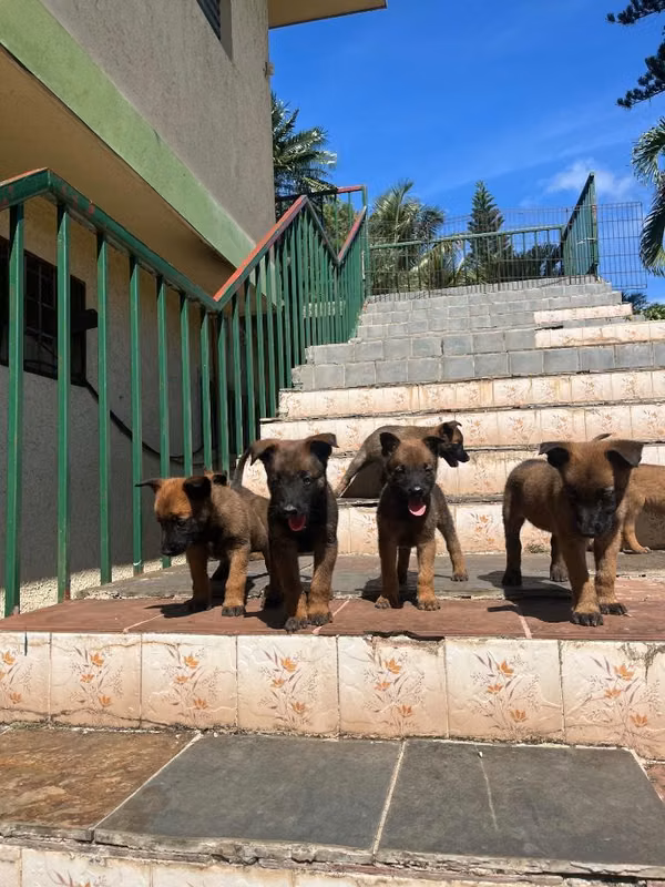 Cachorros Pastor Belga Malinois