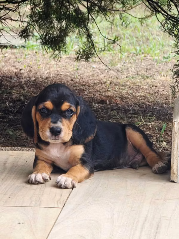 COOKER + BEAGLE