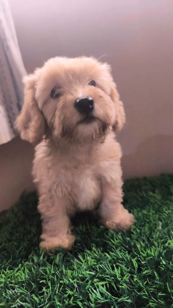Lindo cachorro maltés