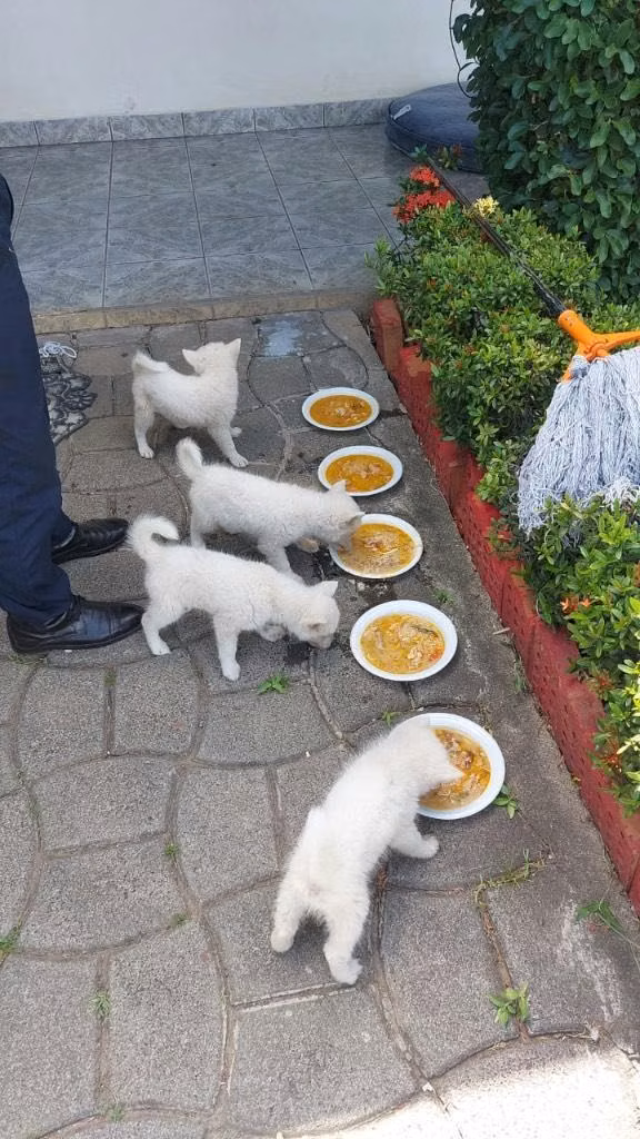 VENDO HUSKY!