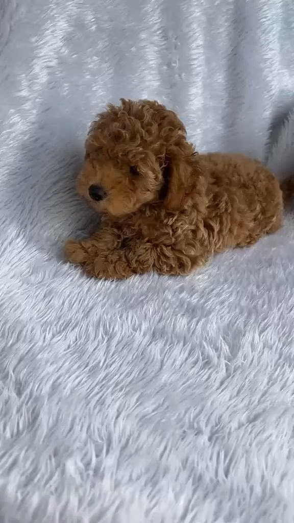 Venta poodle toy