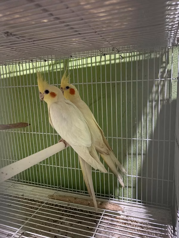 Cacatua ninfas