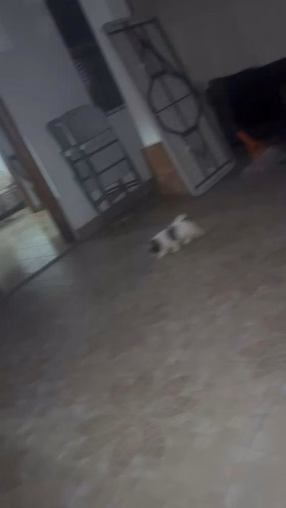 Shih Tzu hembra