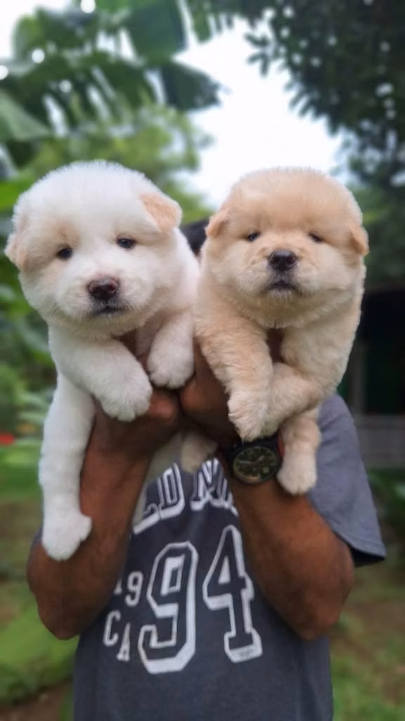 BELLOS CACHORROS CHOW CHOW