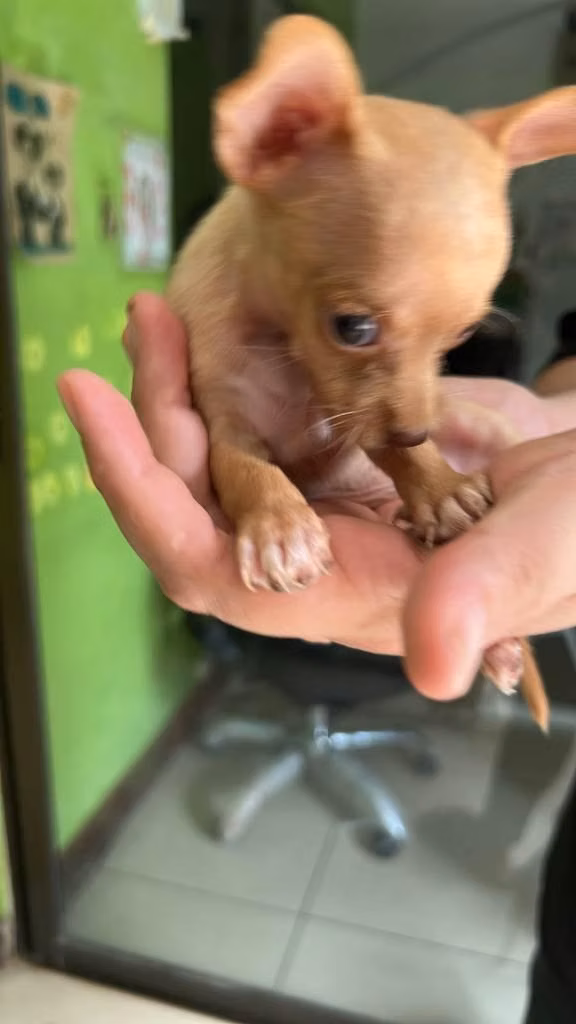 Chihuahuas