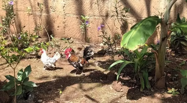 Pollos