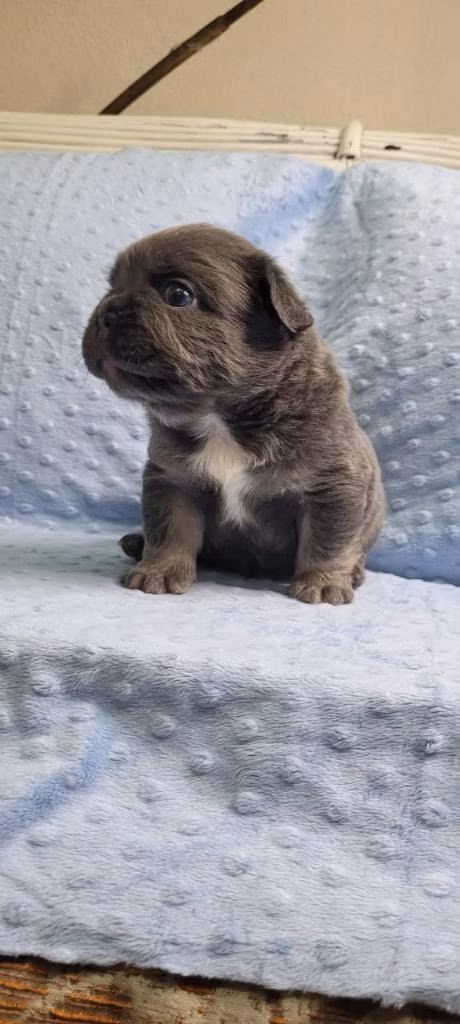 Bulldog Francés Merles