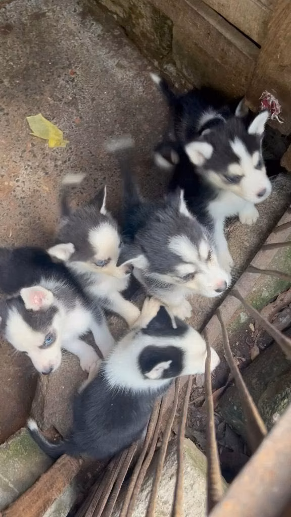 Huskys Siberianos