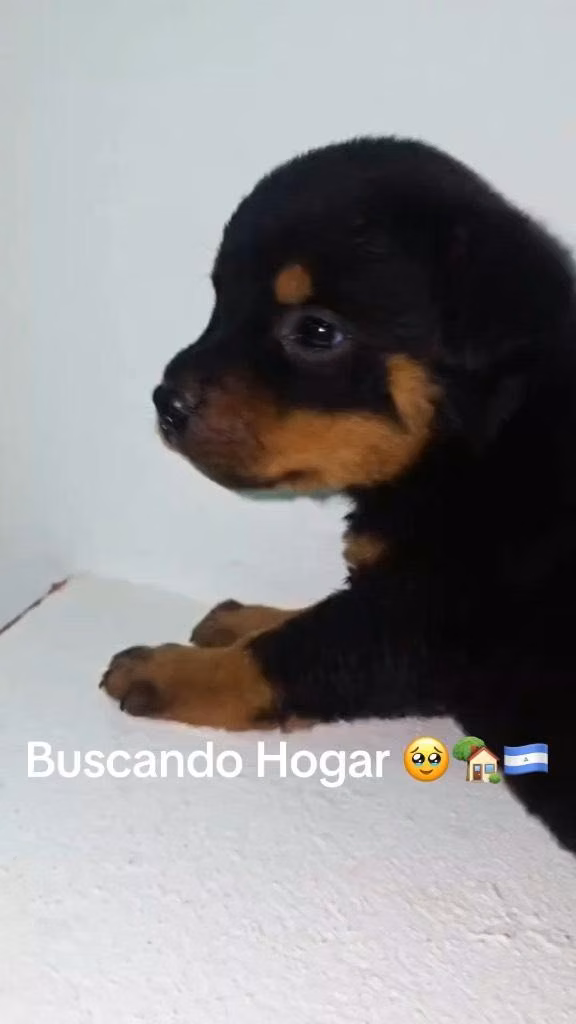 Rotwailer Aleman