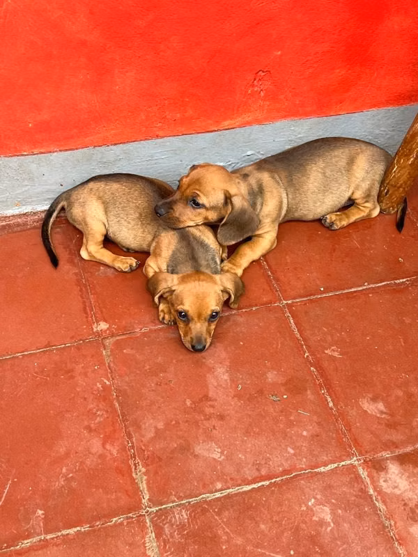 Salchichas