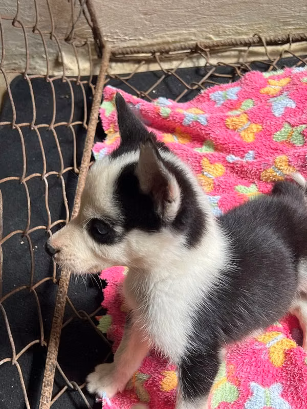 Huskys Siberianos