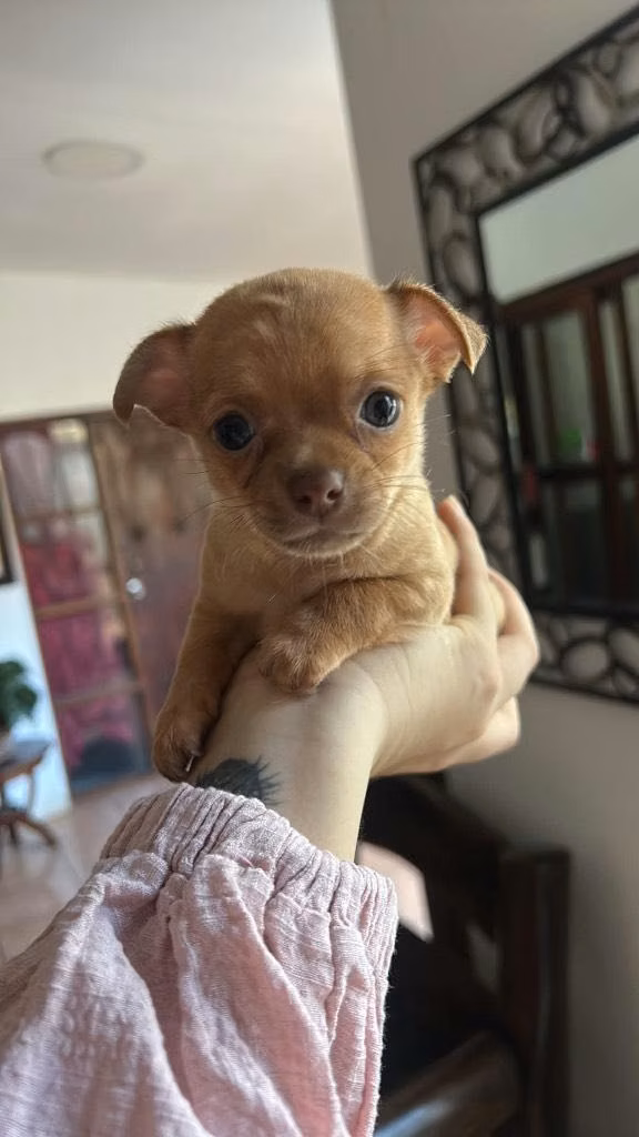 Chichuahua Cabeza de Manzana