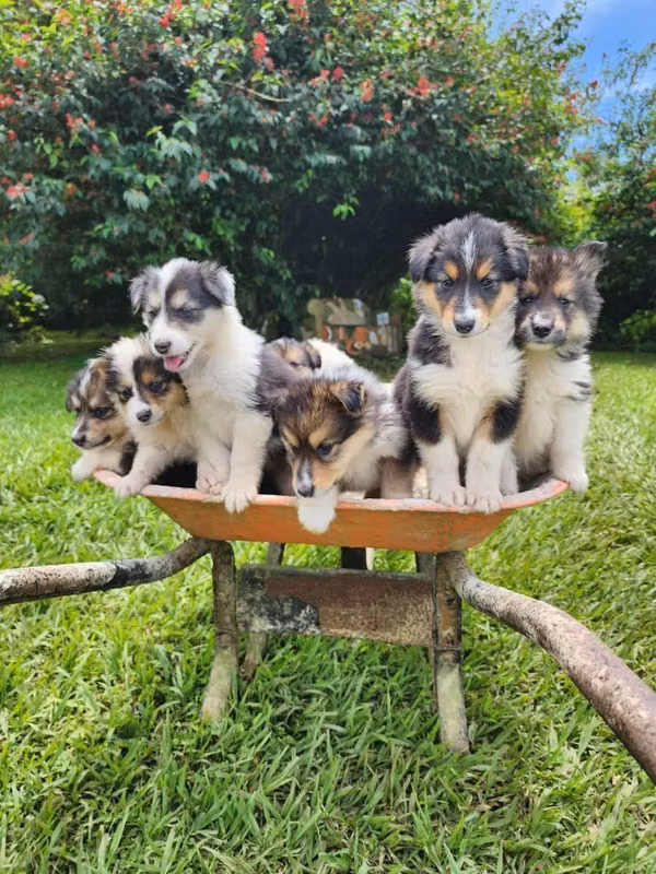 Pastor Collie