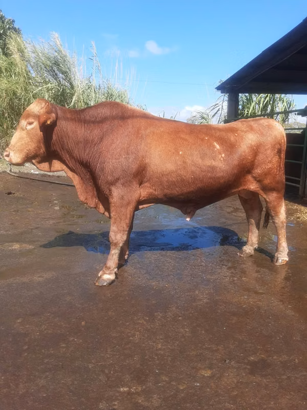 Toros Beefmaster