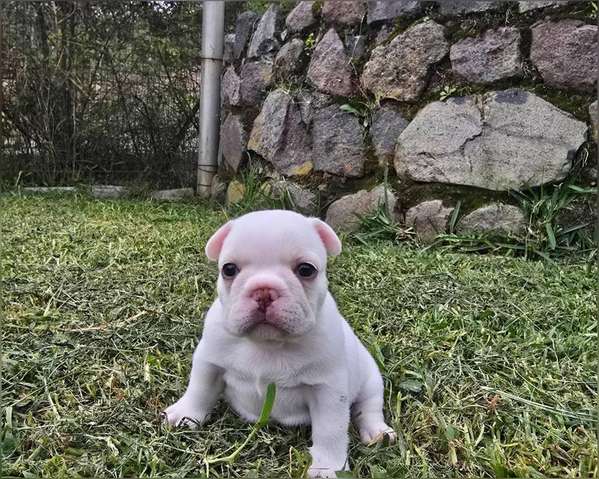 Bulldog Francés