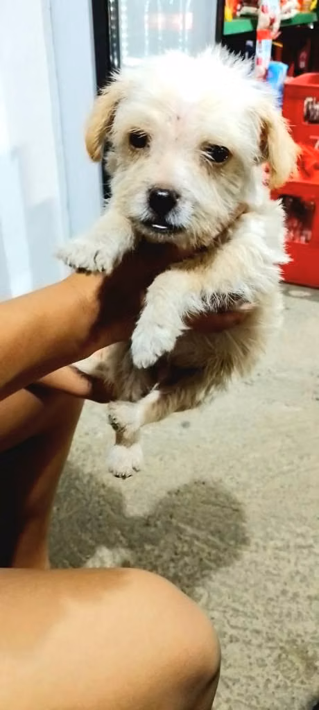 Perrito maltes