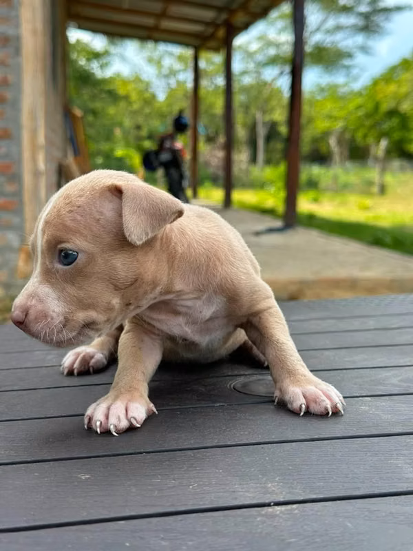 Cachorros pitbull