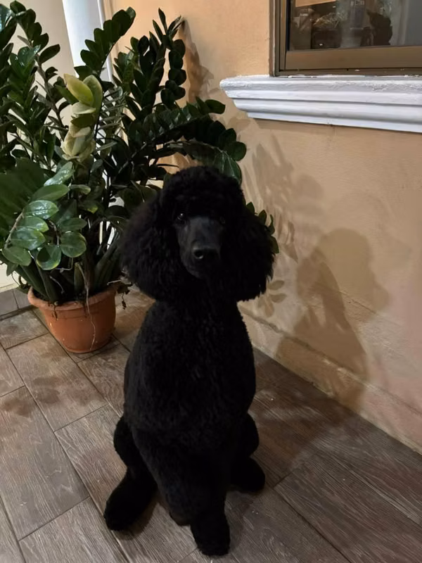 Poodles Gigantes