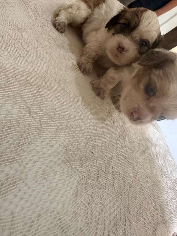 Perros pequines