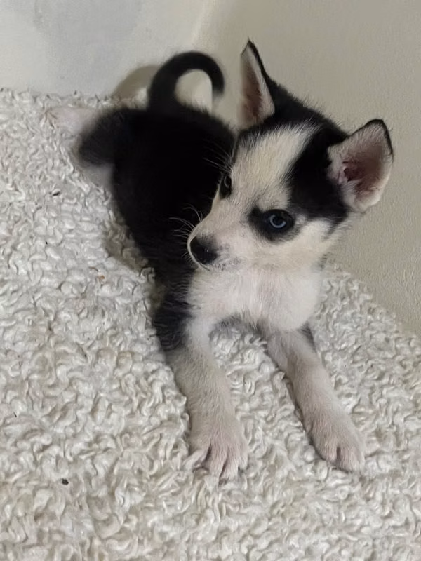 Huskys siberianos