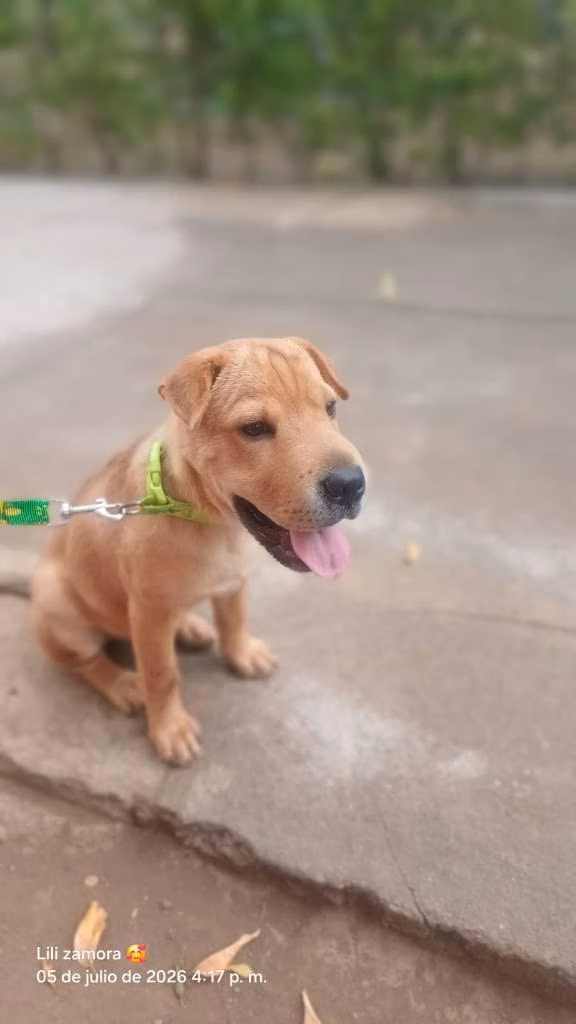 Refrito de 4 meses