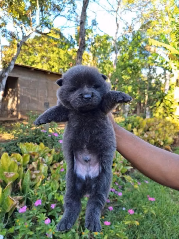 CHOW CHOW