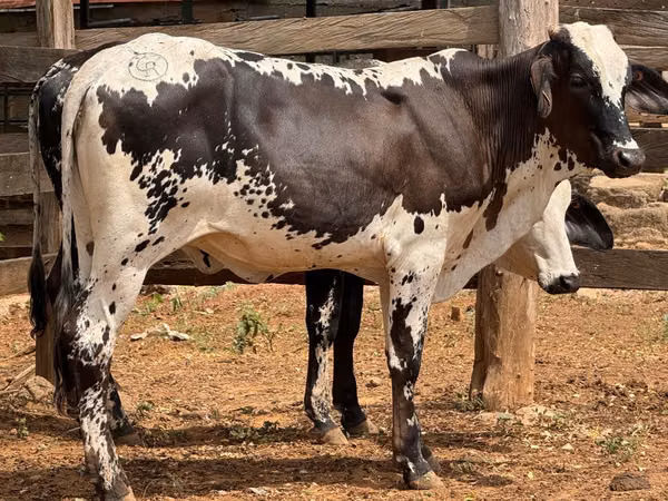 Vaquillas de vientres Disponibles